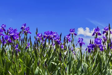 Papier Peint photo Iris Purple irises on a background of blue sky with the clouds