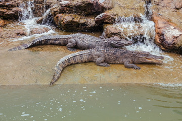 Crocodile at the zoo in Thailand