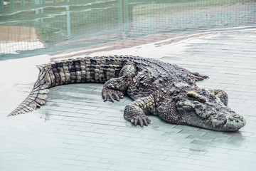 Crocodile at the zoo in Thailand