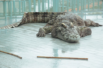 Crocodile at the zoo in Thailand