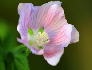 Naklejka premium close up of Malva flower