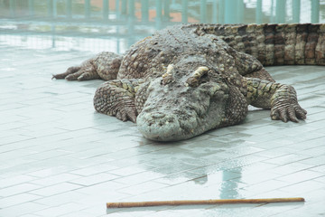 Crocodile at the zoo in Thailand