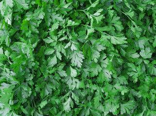 texture of green fresh parsley vegetable