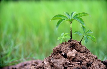 baby plants in soil on green nature background, earth and ecology concepts environmental.