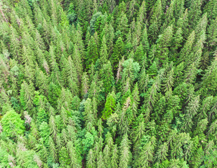 aerial view of green tree forest from the drone