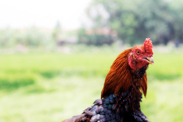 Gamecocks with beautiful of hair.