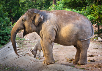 Healthy Asian female elephants amidst the zoo's nature.