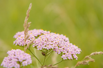 Yarrow plant medicinal plant in Russia