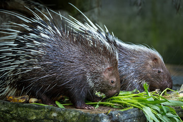 Malayan porcupine, (Hystrix brachyura)   eating food in the zoo.