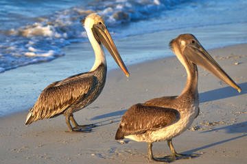 Pelican is a large bird with a large beak and a bag for fish