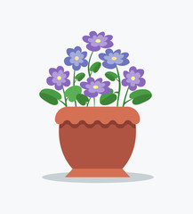 Tender Violets with Bright Blossom in Big Clay Pot