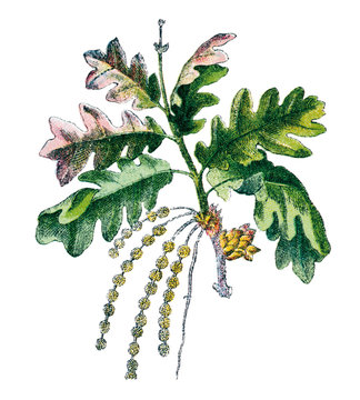 Winter- oder Steineiche.aus: Palitzsch: Pflanzenbuch, Esslingen, M&uuml;nchen 1910, S. 97.