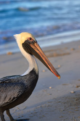 Pelican is a large bird with a large beak and a bag for fish