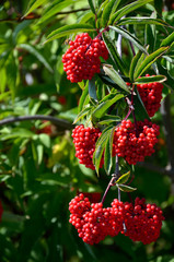 Branch of red elderberry with bunches of ripe berries