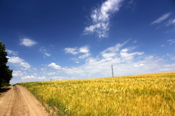 yellow wheat field under blue sky with clouds with electric mast