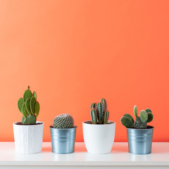 Collection of various cactus plants in different pots. Potted cactus house plants on white shelf against coral orange colored wall.
