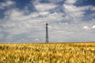 yellow wheat field under blue sky with clouds with electric mast