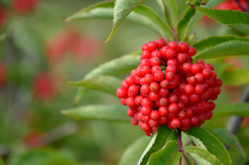 Bunche of ripe berries of red elderberry