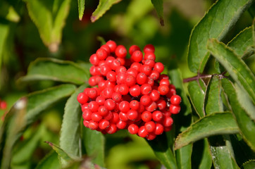 Bunche of ripe berries of red elderberry