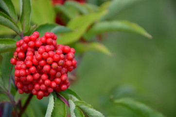 Bunche of ripe berries of red elderberry