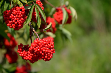 Branch of red elderberry with bunches of ripe berries
