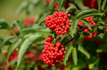 Branch of red elderberry with bunches of ripe berries