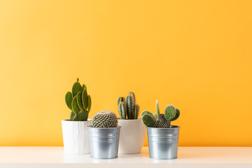 Collection of various cactus plants in different pots. Potted cactus house plants on white shelf against pastel mustard colored wall.