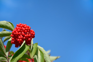 Bunch of ripe berries of red elderberry on a blue sky background