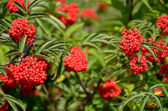 Branches Of Red Elderberry With Bunches Of Ripe Berries