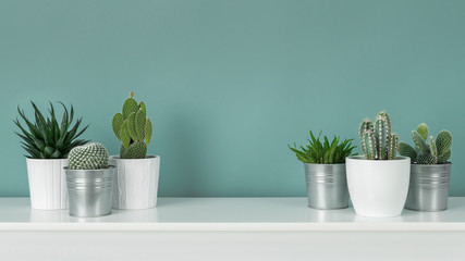 Modern room decoration. Collection of various potted cactus and succulent plants on white shelf against pastel turquoise colored wall. House plants banner. - obrazy, fototapety, plakaty