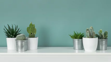 Tuinposter Modern room decoration. Collection of various potted cactus and succulent plants on white shelf against pastel turquoise colored wall. House plants banner. © andreaobzerova
