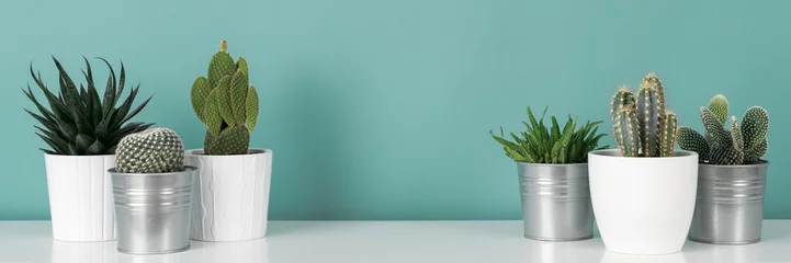 Keuken spatwand met foto Moderne kamerdecoratie. Verzameling van verschillende ingemaakte cactus kamerplanten op witte plank tegen pastel turquoise gekleurde muur. Cactus planten banner. © andreaobzerova