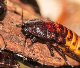 large exotic cockroaches