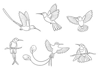Different hummingbirds in outlines - vector illustration
