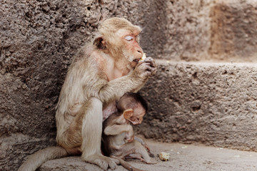 Monkey and baby are eating food.
