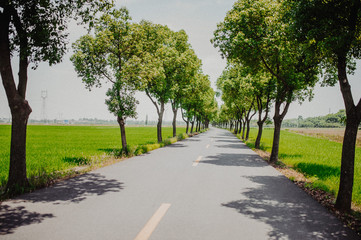 Fototapeta na wymiar Empty road with tree growing on both sides