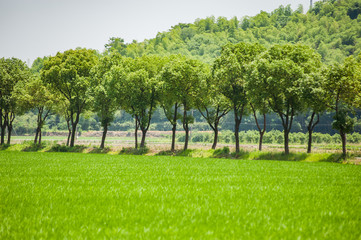 Side view of an Empty road with tree growing on both sides