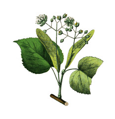 Kleinblütige Linde.aus: Moritz Willkomm: Naturgeschichte des Pflanzenreichs, 4. Aufl., Esslingen und München 1887, Tafel 27, Nr. 3.