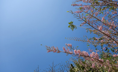 Blue sky background, blooming pink flowers on a tree, close-up. Bottom view on branches of trees with flowers