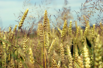 Field of gold barley