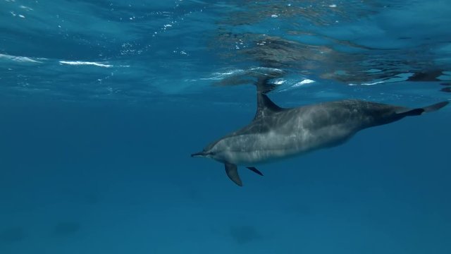 Two pregnant female Spinner Dolphins swim under surface of the blue water (4k / 60fps)