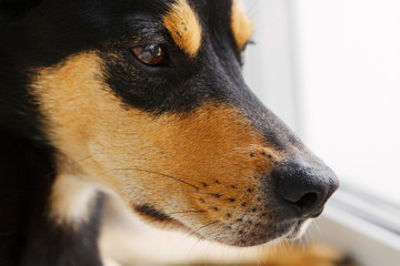 Inbred dog sits and looks out the window.