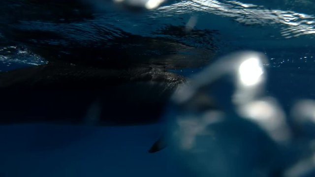 Spinner Dolphin swims in a circle under surface of the blue water (4k / 60fps)