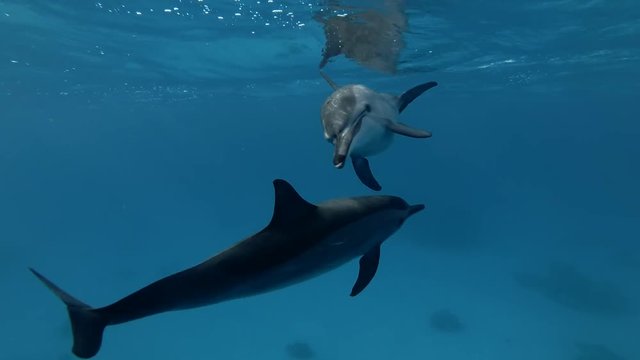 Two Spinner Dolphins greet each other, rubbing their heads together  (4k / 60fps)