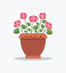 Indoor Plant Primrose with Pink Blossom in Pot