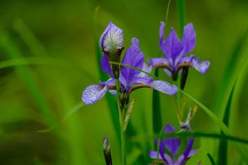 Beautiful blue irises and buds on a green background