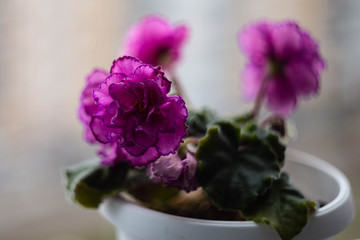 potted flowers on the windowsill with blurred background