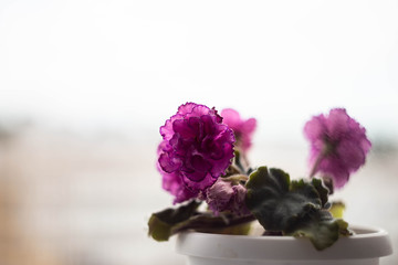 potted flowers on the windowsill with blurred background