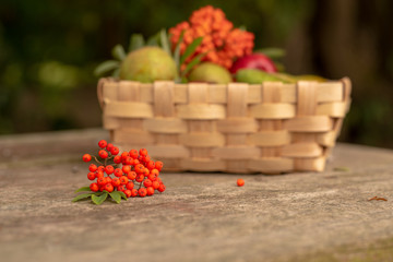 Berries of mountain ash on the table and background of a basket of fruit.