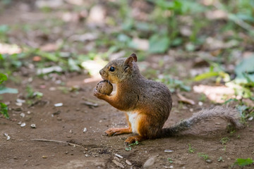クルミを食べるリス